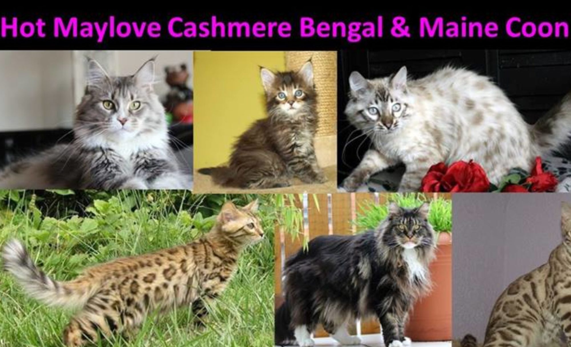 Hot Maylove Cashmere bengal  & Maine Coons